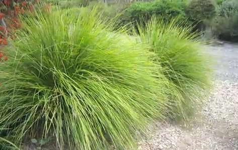 Miscanthus Gracillimus, Miscanthus Sinensis Gracillimus, Deer Resistant Shrubs, Miscanthus Sinensis, Deer Resistant Perennials, Long Blooming Perennials, Perennial Grasses, Drought Tolerant Landscape, Sun Perennials