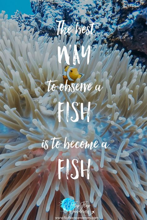 Snorkeling Quotes, Sea Life Jewelry, Ocean Jewelry, Summer Quotes, All Quotes, Ocean Life, Travel Quotes, Image Quotes, Sea Life