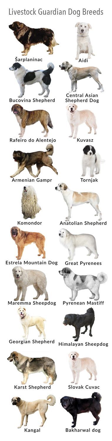 Georgian Shepherd, Karst Shepherd, Anatolian Shepherd Puppies, Livestock Guardian Dog Breeds, Asian Shepherd Dog, Estrela Mountain Dog, Central Asian Shepherd, Pyrenean Mastiff, Guardian Dog