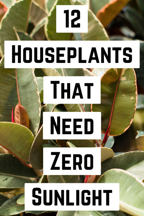 "Discover the ultimate guide to 12 Houseplants That Need (Almost) Zero 
Sunlight! Perfect for beginners and busy plant lovers, these indoor low 
light plants thrive in minimal lighting conditions. Explore our curated 
list of low light house plants, including resilient household 
plants that require little care. From stunning hanging plants to 
versatile indoor plants, Ideal for apartments and offices, these plants are 
perfect for anyone seeking easy plant care solutions. !" Low To No Light Indoor Plants, Plants That Need No Light, Low Light Low Water Indoor Plants, Low Light Apartment Hacks, Plants That Require No Sunlight, Indoor Plants No Light, Indoor Plant Light Guide, Indoor Plants No Sunlight, Small Low Light Plants Indoor