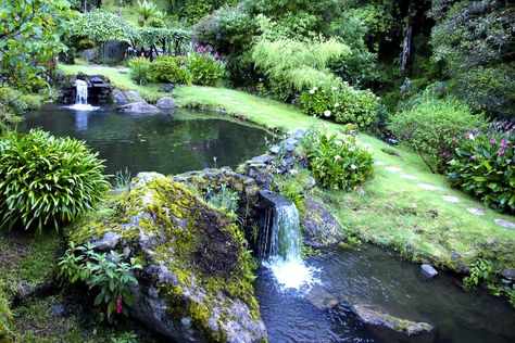 Trogon Lodge waterfalls | Cloud Forest, Costa Rica Cloud Forest Costa Rica, Trout Pond, Ponds Ideas, Trout Farm, Garden Ponds, Cloud Forest, Flowing Water, Feeding Time, Water Design