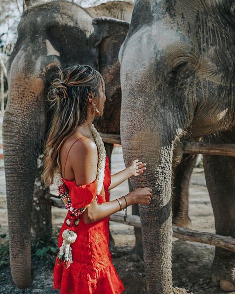 Brazil Passport, Visa Online, Phuket Thailand, Bali Travel, An Elephant, Travel Goals, Wanderlust Travel, Thailand Travel, Travel Aesthetic