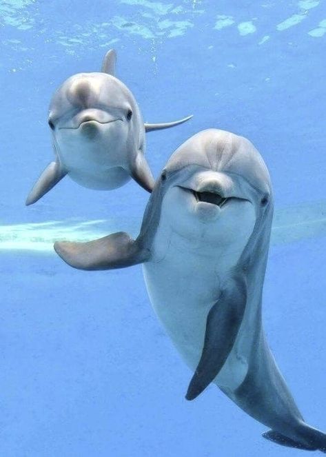 Dolphin Photos, Underwater Animals, Water Animals, Beautiful Sea Creatures, Cute Animals Images, Animal Facts, Cute Animal Photos, Marine Animals, Ocean Creatures