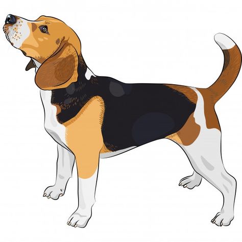 Dibujo perro beagle raza Vector Premium | Premium Vector #Freepik #vector #perro #animal #dibujo #mascota White Beagle, Beagle Breeds, Beagle Art, Dog Beagle, Car Vinyl, 강아지 그림, Dog Vector, Vector Sketch, Car Bumper Stickers