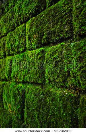 Brick wall overgrown with beautiful green moss Moss Brick Wall, Brick Wall Aesthetic, Wall Paneling Makeover, Paneling Makeover, Moss Grass, Brick Interior Wall, Stone Wall Design, Old Brick Wall, Wall Aesthetic