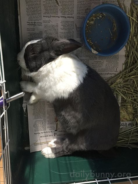 Dutch Bunny, Daily Bunny, Dutch Rabbit, Rabbit Pictures, Rabbit Breeds, Fox And Rabbit, Fluffy Bunny, Pet Bunny