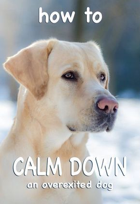 Is your dog excessively hyper? How can you calm her down? With these tips, you can be on your way to having a dog that understands just when to relax and when to get the zoomies! How To Calm Down, Labrador Yellow, Train Dogs, Dog Commands, Positive Dog Training, Easiest Dogs To Train, Dogs Training, Dog Training Advice, Dog Top