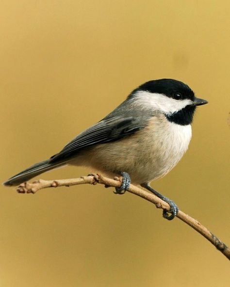 Carolina Chickadee Chickadee Illustration, Bird Photos Photography, Carolina Chickadee, Chickadee Art, Lady Bird Lake, Bird Stencil, Chickadee Bird, Sunflower Pictures, Grey Dog