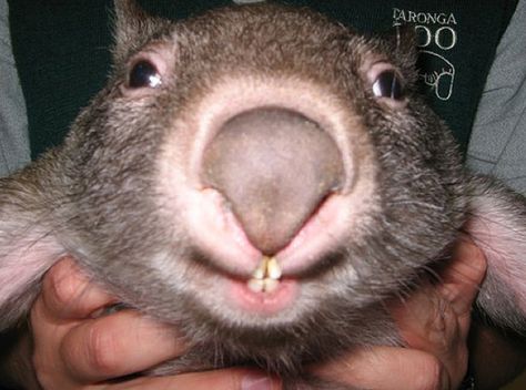 Cute Wombat, Baby Wombat, Australian Fauna, Australia Animals, Animals To Draw, Adorable Pictures, Baby Sloth, Australian Animals, Cute Critters