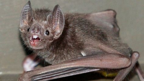 Vampire bats 'French kiss with blood' to form lasting bonds - BBC News Bat Anatomy, Bat Facts, Bat Photos, Vampire Bats, Bat Art, Female Vampire, Baby Bats, Vampire Bat, Weird Animals