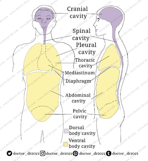 Body Cavities Anatomy, The Body Anatomy, Anatomical Position, Body Cavities, Anatomy Organs, Body Anatomy, Anatomy Drawing, Back To School Activities, Sketch Drawing