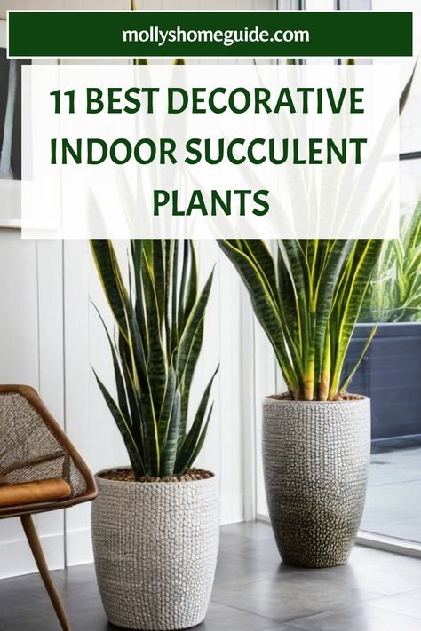 Discover the beauty of indoor succulents with our comprehensive plant guide. Whether you're looking for low-light succulents or Echeveria plants, we've got you covered! Learn how to care for succulents and grow them indoors effortlessly. From Burro's tail plant care to easy tips for succulent lovers, we provide a beginner's guide that includes succulent identification charts. Explore a variety of the best indoor succulent plants that thrive without much sunlight. Succulent House Plants, Large Succulents, Care For Succulents, Low Light Succulents, Succulent Varieties, Indoor Succulents, Zebra Plant, Money Plant, Best Indoor Plants