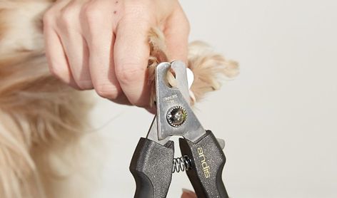 We asked a vet how to clip your dog's nails at home - SFGate Clipping Dog Nails At Home, Trimming Dog Nails At Home, Nail Designs Dog, Clip Dog Nails, Clipping Dog Nails, Cut Dog Nails, Dogs Nails, Trimming Dog Nails, Dog Grooming Diy