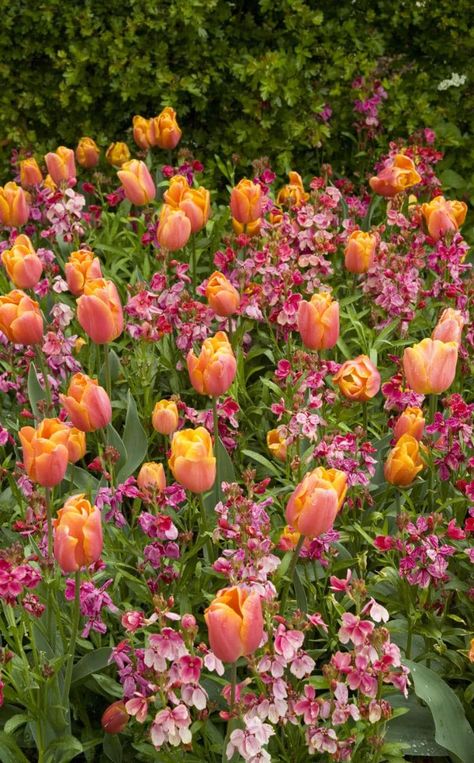 Tulipa 'Annie Schilder' with wallflower Erysimum 'Giant PInk' at Perch Hill Gardens With Tulips, Tulip Flowerbed, Tulip Bed, Plants Combination, Apricot Garden, Bulbs Garden Design, Spring Containers, Planting Combinations, Rose Border