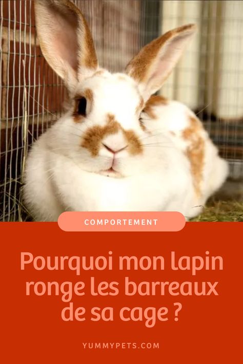 Un grand nombre de propriétaires de lapins connaissent bien ce problème, et vous vous êtes sans doute une fois demandé "mais pourquoi mon lapin ronge les barreaux de sa cage ?" Kitten Drawing, Weasley Twins, Living Things, Rodents, Tao, Kittens, Animals