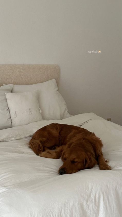 Red Golden Retriever Aesthetic, Golden Retriever Aesthetic, Red Golden Retriever, Fluffy Bedding, Dog Photoshoot, Happy Puppy, Cute Animals Images, Cute Animal Photos, Golden Retrievers