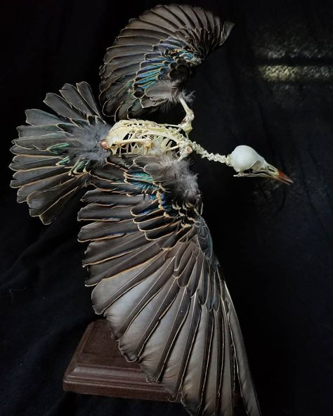 Kyle Thomas on Instagram: “SOLD; European Starling. #starling #skeleton #oddities #curiosities #forsale #sale #auction #macabre #art #bird #feathers #flight…” Animal Taxidermy Art, Kyle Thomas, European Starling, Bird Skeleton, Bird Taxidermy, Animal Taxidermy, Skull Reference, Animal Skeletons, Bird Feather