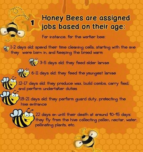 honey bee jobs by age chart printable - Yahoo Image Search Results Honey Tasting, Honey Bee Facts, Bee Quotes, Backyard Bee, Bee Activities, Bee Stuff, Raising Bees, Bee Friendly Garden, Fair Booth