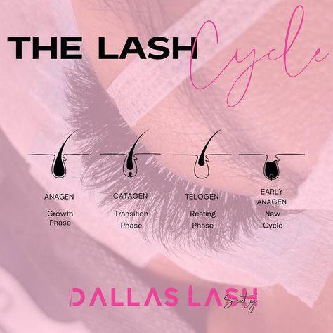 The Lash Cycle is a fascinating process that involves several distinct stages. Each eyelash goes through a natural cycle of growth, rest, and shedding, much like the hair on your head. The cycle consists of three main phases: anagen, catagen, and telogen. During the anagen phase, the lash is actively growing. This phase can last anywhere from 30 to 45 days. The length of this phase determines the length of the lash. Next, the catagen phase, also known as the transition phase, begins. This is ... Lash Cycle, Lash Growth, Your Head, Makeup Tutorial, Eyelashes, Lashes, Hair, Quick Saves, Nature