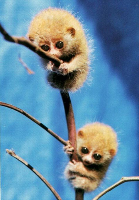 Baby loris - just a pix is enough to make me squeal. Slow Loris, Matka Natura, Small Animals, Cute Animal Pictures, Cute Creatures, Sweet Animals, Animal Planet, Animal Photo, Cute Little Animals