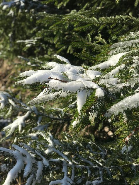 Green Snow Aesthetic, Winter Green Aesthetic, Green Winter Aesthetic, Winter Core, Happiest Season, Winter Greens, Winter Green, Snow Forest, Calendar Pictures