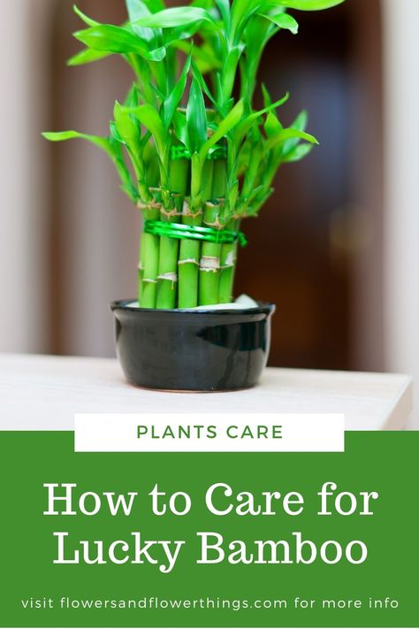 Learn how to care for this popular Lucky Bamboo houseplants as well as how to use the plant in Feng Shui to bring luck to your home and life. Dracaena sanderiana repotting, care, decor, and growing tips. #houseplants #indoorplants #tall Chinese Bamboo Plant, Easiest Indoor Plants, Lucky Bamboo Care, Jade Plant Care, Dracaena Sanderiana, Ribbon Plant, How To Water Succulents, Lucky Bamboo Plants, Bamboo Care