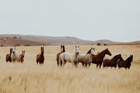 Laptop Western Wallpaper, Country Macbook Wallpaper, Heartland Aesthetic, Aesthetic Horse Riding, Horse Background, Winter Horse, Equestrian Aesthetic, Horse Wallpaper, Western Life