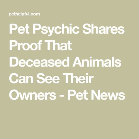 Pet Psychic Shares Proof That Deceased Animals Can See Their Owners - Pet News Pet Psychic, Life Recently, Old Cats, Losing A Pet, Over The Rainbow, Animal Lovers, The Rainbow, Feel Better, Psychic