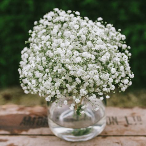 White Daisy Bouquet, Flower Gypsophila, Wedding Flowers Cheap, Starry Flowers, Cocktail Hour Decor, Budget Wedding Flowers, Gypsophila Wedding, Gypsophila Bouquet, Cheap Wedding Flowers