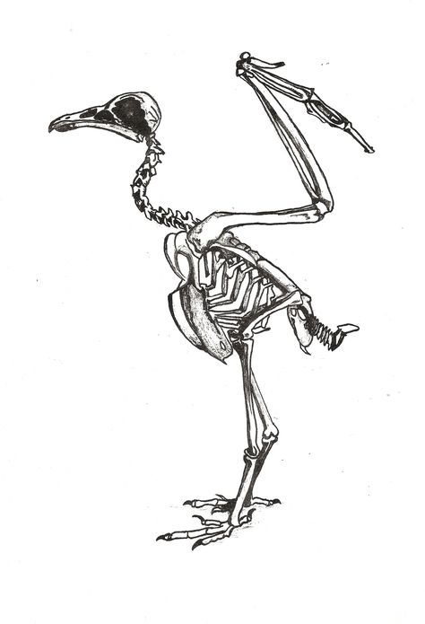 Image result for vulture skeleton Vulture Skeleton, Vulture Bird, Bird Skeleton, Shoe Drawing, Skeleton Drawing, Skeleton Drawings, Skeleton Tattoos, Anatomy Sketches, Architecture Collage