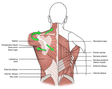 Trapezius Stretch, Trapezius Muscle, One Arm Row, Plane Figures, Sports Physical Therapy, Stiff Shoulder, Fit Club, Sports Recovery, Cranial Nerves