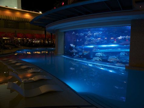 Giant Aquarium, Swim With Sharks, Aquarium Architecture, Fish Pool, Foto Top, Golden Nugget, Future Apartment Decor, Types Of Fish, Beautiful Pools