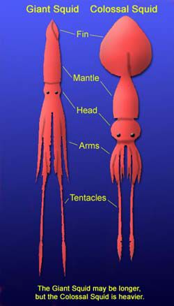 . Colossal Squid, Octopus Squid, Giant Squid, Molluscs, Animal Science, Underwater Creatures, Marine Biology, Sea Monsters, Ocean Creatures