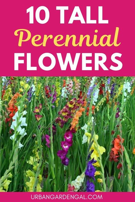 Tall perennials are perfect for the back of garden borders and creating height in your flower garden. Here are 10 spectacular tall perennial flowers to plant in your garden. #perennials #perennialflowers #flowergarden #gardening Tall Border Plants, Tall Perennial Flowers, Tall Perennials, Perennials Low Maintenance, Colorful Landscaping, Perennial Garden Plans, Garden Perennials, Flowers To Plant, Flower Garden Plans