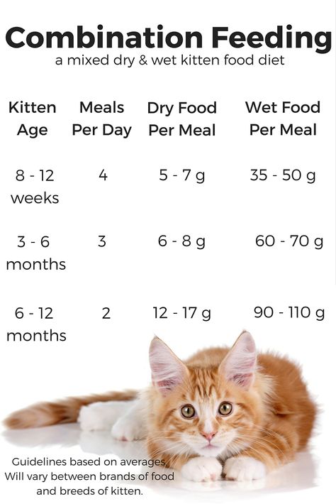 Feeding Kittens, Food Chart, Cat Nutrition, Kitten Food, Foster Kittens, Cat Care Tips, Kitten Care, Old Cats, Baby Kittens