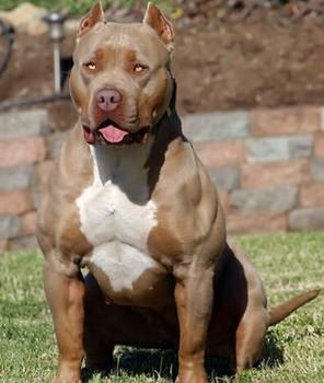 BLUE PITBULL PUPPIES SOLD MUSCULAR BULLY PUPS Pitbull Dog Breed, Puppy Kennel, Bully Breeds Dogs, Scary Dogs, Bully Dog, Pitbull Puppies, American Bully, American Pitbull Terrier, Pitbull Dog