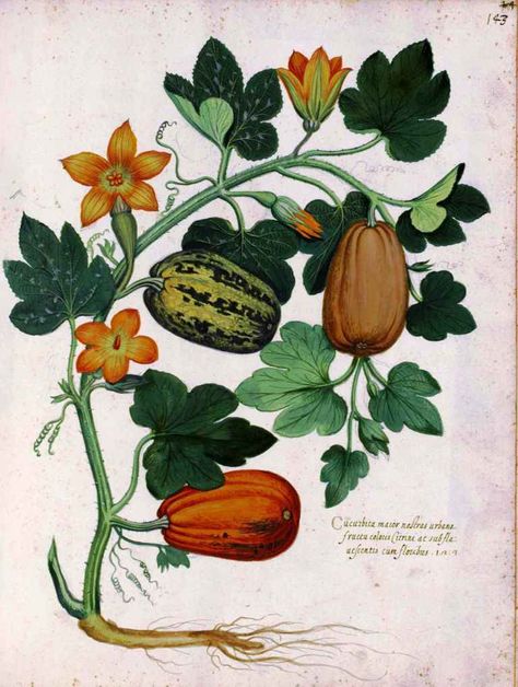 Squash Vine Bible Garden, History Drawing, Illustration Botanique Vintage, Art Deco Illustrations, Vegetable Illustration, Art Nouveau Poster, Art Deco Illustration, Illustration Botanique, Botanical Art Prints