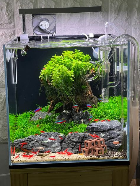 Shrimp And Beta Tank, Shrimps Aquarium, Shrimp Aquascape, Shrimp Tank Aquascape, Aquarium Garden, Fish Aquarium Decorations, Aquarium Terrarium, Diy Fish Tank, Tropical Fish Tanks