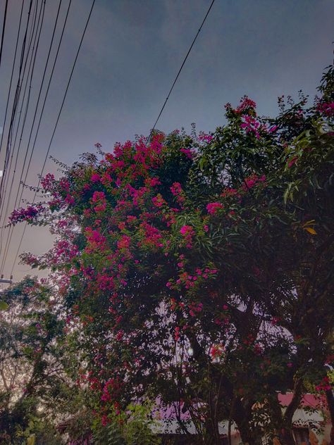 Bougenville flowers hanging from a wall below the beautiful blue sky✨ Bougenville Flowers Aesthetic, Bougenville Flowers, Aesthetic Flowers, Flowers Aesthetic, Nature Aesthetic, Sky Aesthetic, Blue Sky, Flowers, Quick Saves