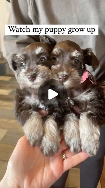 Liver Miniature Schnauzer, Mini Snauzer, Brown Schnauzer, Miniature Schnoodle, Black Mini Schnauzer, Teacup Schnauzer, Schnauzers Funny, Schnoodle Puppy, Schnoodle Dog