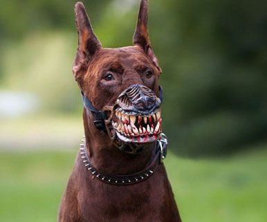 Werewolf Dog Muzzle Chien Cane Corso, Military Working Dogs, Cane Corso Dog, Corso Dog, Doberman Pinscher Dog, Scary Dogs, Dog Mask, Dog Muzzle, Huge Dogs