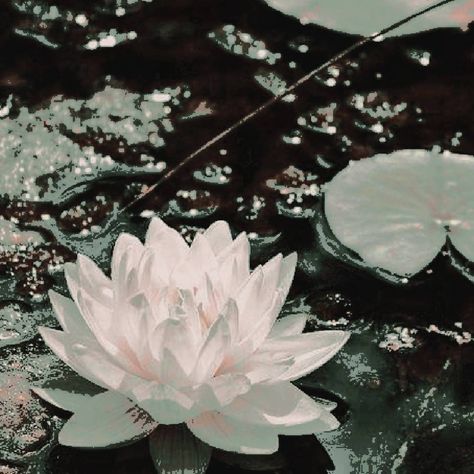 Fantasy Aesthetic, Ethereal Art, Aesthetic Images, Water Lily, Character Aesthetic, Water Lilies, Avatar The Last Airbender, Green Aesthetic, The Last Airbender