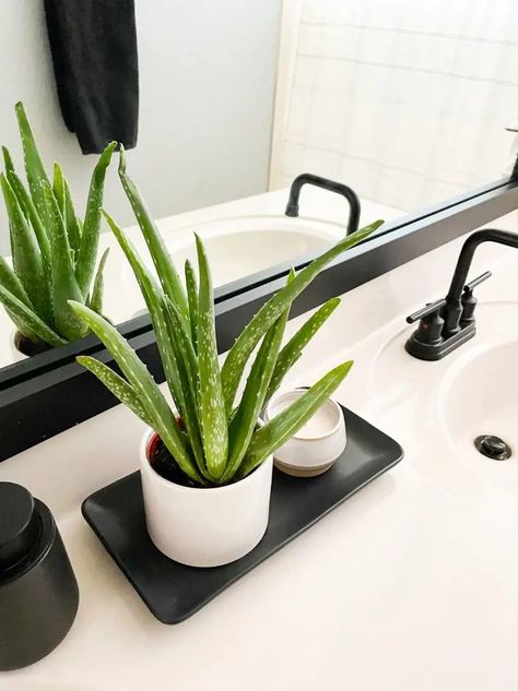 Aloe Vera Plant Care Tips For Indoors and Outdoors Propagate Aloe, Aloe Vera Plant Care, Plant Care Tips, Aloe Vera Plant, Light Water, Water Lighting, Happy Healthy, Healthy Happy, Care Tips