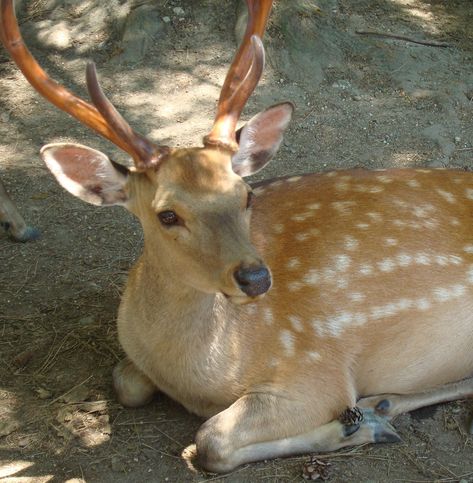 the happiest animal in the world and a japanese deer 🦌 Pnw Animals, Deer Oc, Japanese Deer, Deer Japan, Happiest Animal, Sika Deer, Drawing Stuff, Happy Animals, Animals Of The World