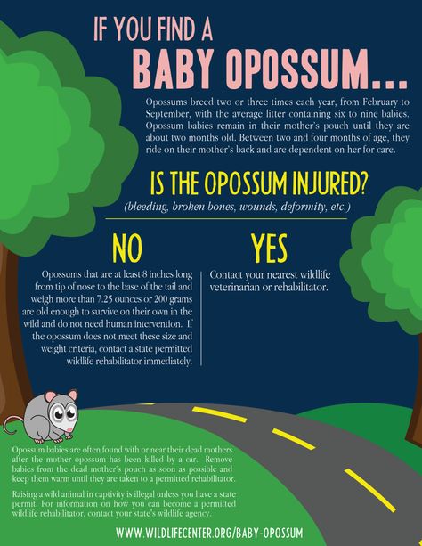 Baby Opossum | The Wildlife Center of Virginia Opossum Facts, Baby Opossum, Baby Possum, Wildlife Rehabilitation, Unlikely Friends, Citizen Science, House Cat, Something Bad, Infographic Marketing