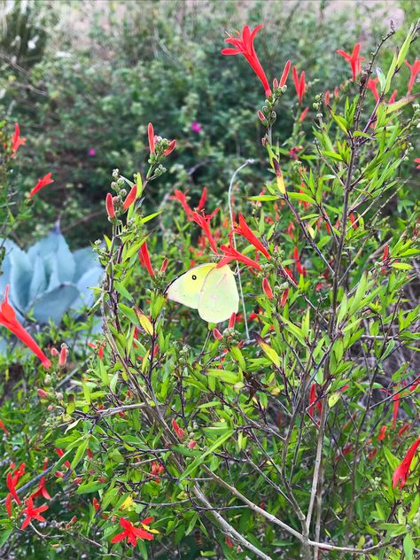 Texas Home Exterior, Hummingbird Bush, Central Texas Gardening, Creek Landscape, Ranch Landscape, Texas Trees, Texas Flowers, Salvia Greggii, Autumn Sage