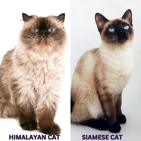 Siamese vs Himalayan Cat: Understanding the Differences Between Siamese And Himalayan Cat Breed Himalayan Persian Cats, Himalayan Cats, Black Cat Breeds, Tonkinese, Himalayan Cat, Types Of Cats, Fluffy Coat, Cat Breed, Beautiful Cat Breeds