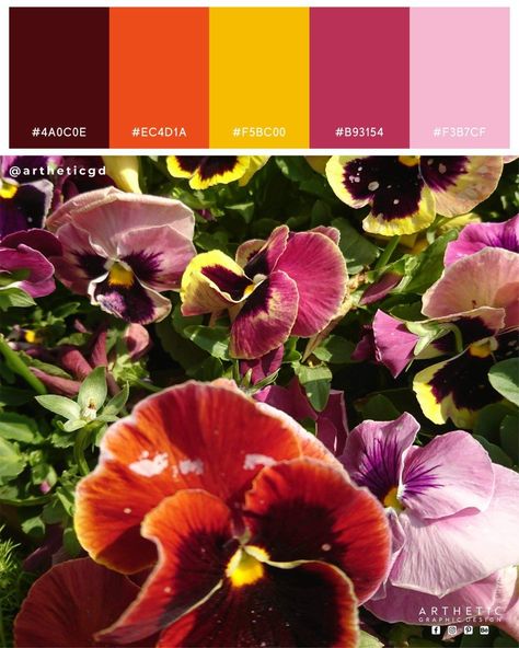 Lovely Pansy Flowers color palette.  This beautiful flowers shot taken at 69th Pakistan Annual Flower Show.  #colorfulpalette #orangecolor #Flower Pansy Color Palette, Flowers Color Palette, Winter Pansies, Pansy Flowers, Flowers Color, Annual Flowers, Colouring Techniques, Flower Show, Pansies