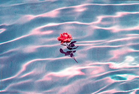 Rose floating on top of a swimming pool on a bright, sunny day by Hayden Williams for Stocksy United Foto Gif, 그림 낙서, Water Aesthetic, Aesthetic Roses, Rosé Aesthetic, Flower Essences, Underwater Photography, Blue Aesthetic, Red Rose