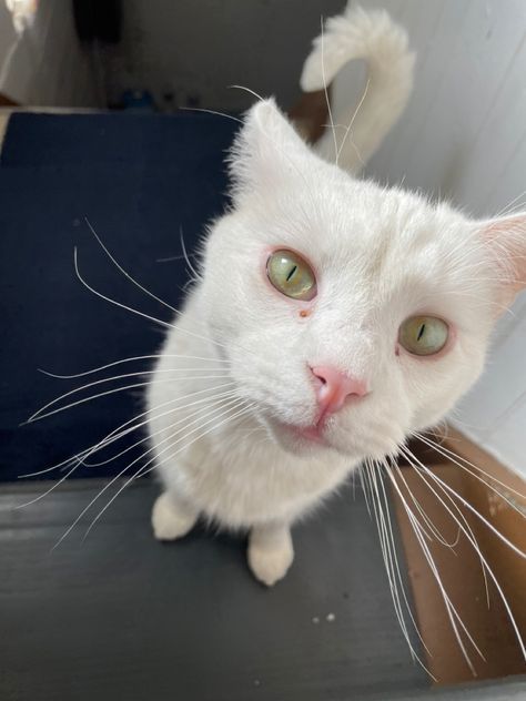 White cat with green eyes White Cat With Green Eyes, Cat With Green Eyes, Cream Cat, White Kittens, Sturniolo Triplets, Yellow Eyes, Art References, Kitty Cat, White Cat